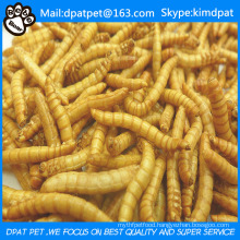 High Nutrition Wholesale Bulk Mealworms for Chicken